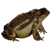 american toad, colored pencil