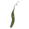 euglena