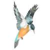 Kingfisher
