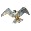 Peregrine Falcon