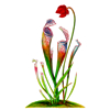 Pitcher Plant