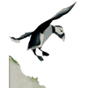 puffin flying