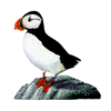 atlantic puffin