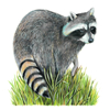 Raccoon
