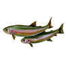 rainbow trout