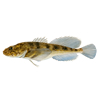 sculpin, watercolor