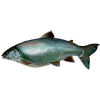 Siscowet or Fats