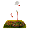 Sundews