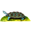 terrapin