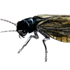 alderfly