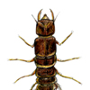 alderfly larva