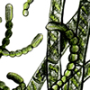 algae