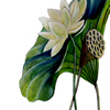 american lotus
