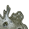 amoeba