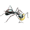 ants