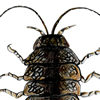 aquatic sowbug