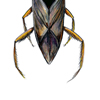 backswimmer