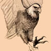 bald eagle sketch, pencil