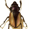 bison stag beetle
