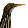 bittern