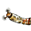 black fly larva