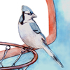 Blue Jay