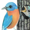 Eastern Bluebird
