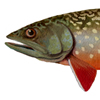 brook trout