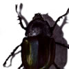 Beetle