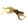 bullfrog, watercolor