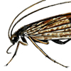 caddisfly