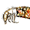caddisfly larva
