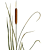 cattail