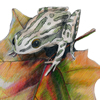 chorus frog