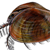clam shrimp