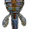 copepod