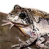 copes tree frog