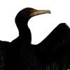 cormorants, watercolor