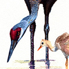 sandhill cranes