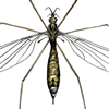 cranefly