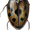 crawling water beetle