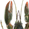 crayfish