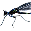 damselfly