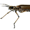 damselfly larva