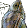 daphnia