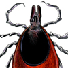 deer tick