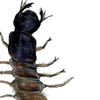 dobsonfly larva