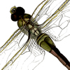 green darner dragonfly