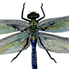 green darner dragonfly