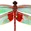 red saddlebags dragonfly